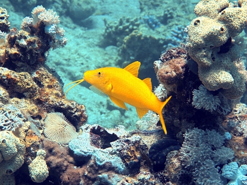 Blue goatfish (Parupeneus cyclostomus) — Mullidae