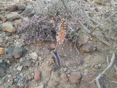 Image of Lachenalia zebrina by (c) James Deacon, some rights reserved (CC BY-SA)