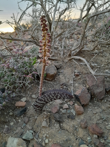 Lachenalia zebrina