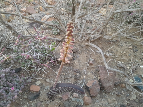 Lachenalia zebrina