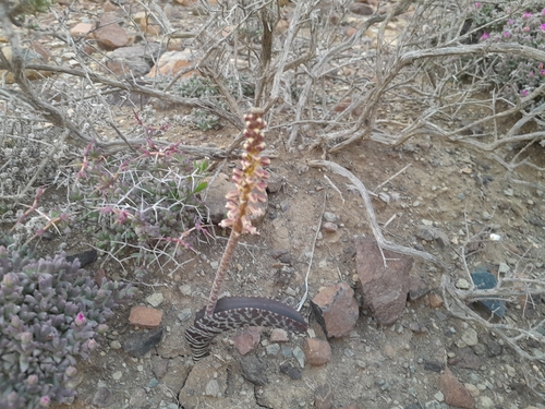 Lachenalia zebrina