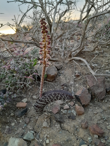 Lachenalia zebrina