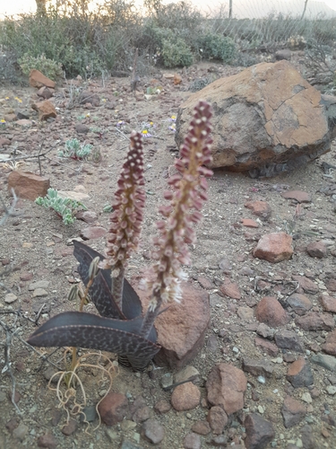 Image of Lachenalia zebrina by (c) James Deacon, some rights reserved (CC BY-SA)