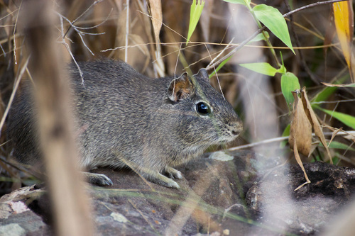Brazilian Yellow-toothed Cavy (Galea flavidens) — Least Concern Mammalia