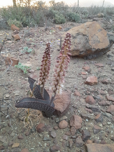 Image of Lachenalia zebrina by (c) James Deacon, some rights reserved (CC BY-SA)