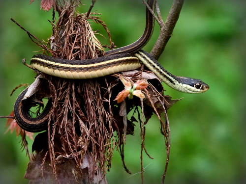 Common Ribbon Snake
