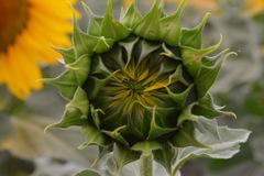 Helianthus annuus