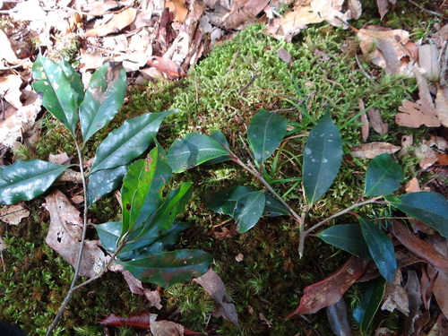 Symplocos sonoharae (Symplocos sonoharae)