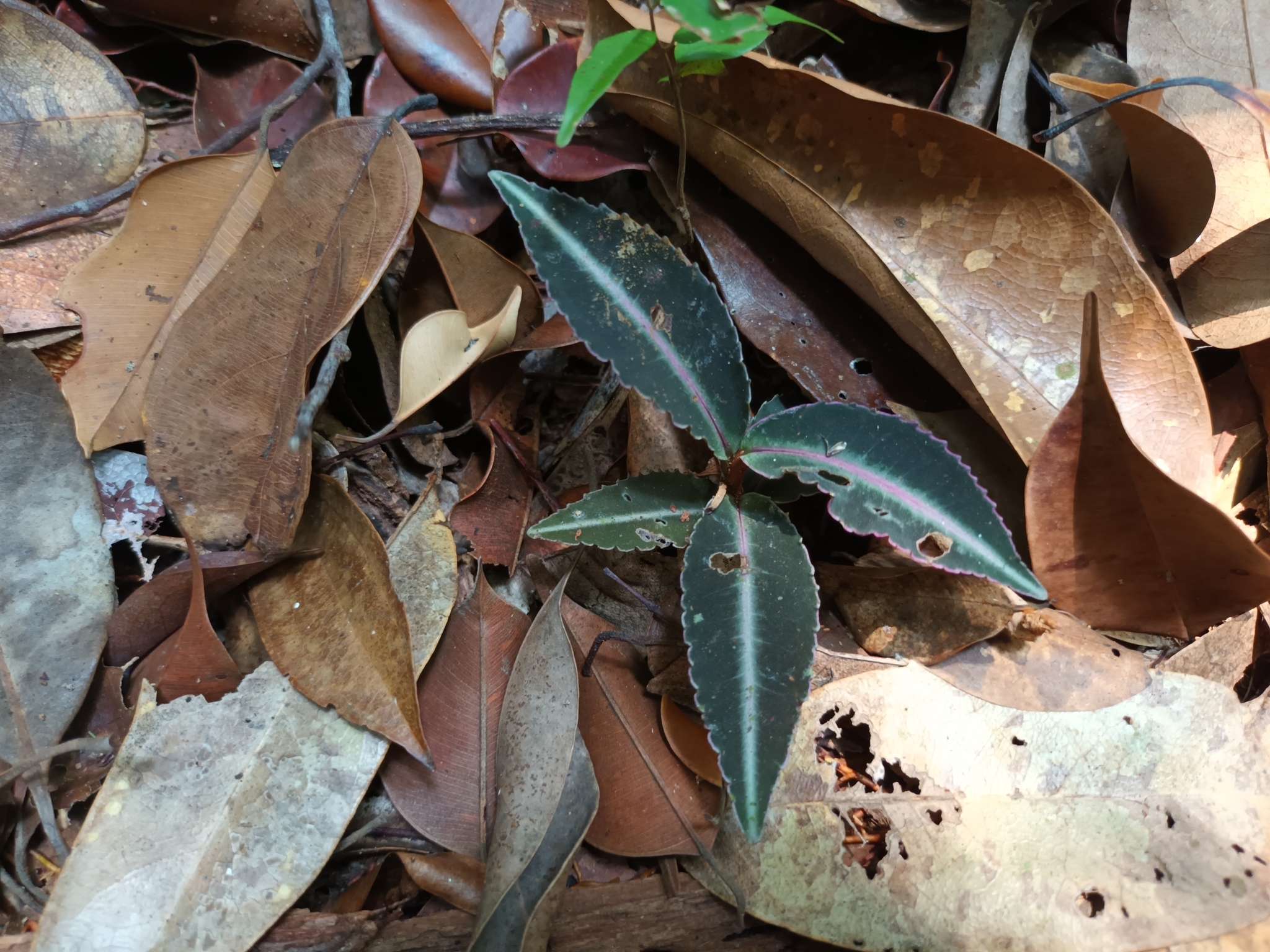 Labisia pumila