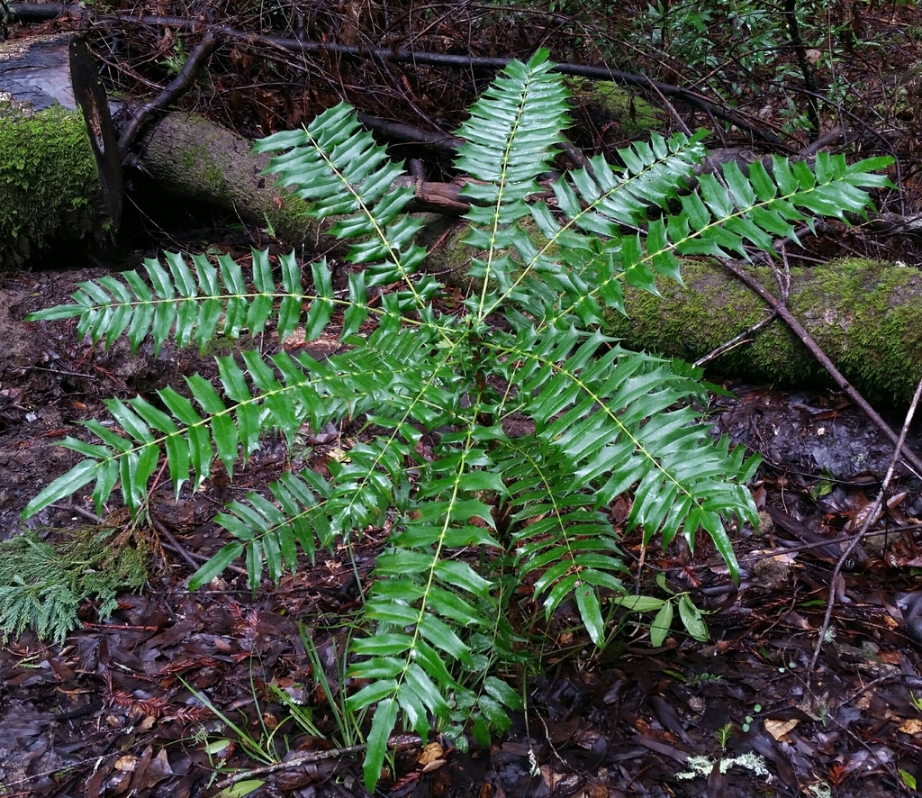 Berberidinae