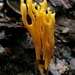 Meadow Coral Fungus - Photo (c) David Greenberger, some rights reserved (CC BY-NC-ND), uploaded by David Greenberger