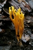 Meadow Coral Fungus - Photo (c) David Greenberger, some rights reserved (CC BY-NC-ND), uploaded by David Greenberger