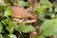 Rhinella rubescens