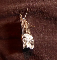 Scoparia minusculalis