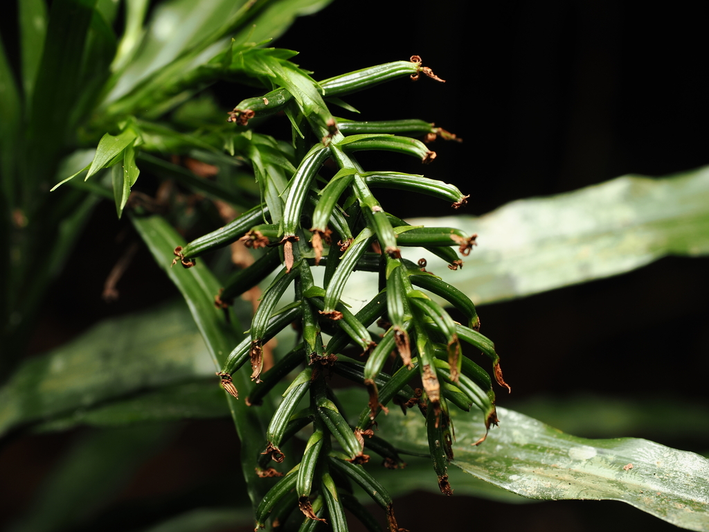Apostasia nuda