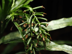 Leafless orchid (Apostasia nuda)