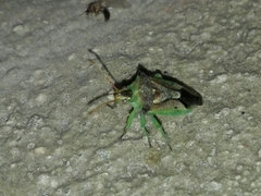 Tylospilus chilensis