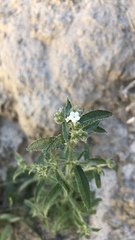 Cryptantha pterocarya