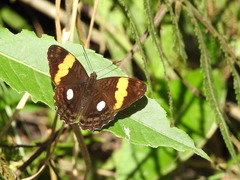 Adelpha leucophthalma