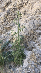 Cryptantha pterocarya