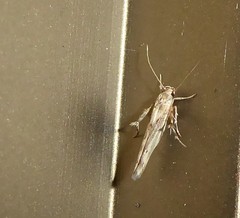 Stathmopoda plumbiflua
