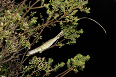 Polychrus acutirostris