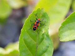 Melanerythrus mactans