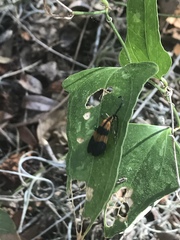 Calopteron discrepans