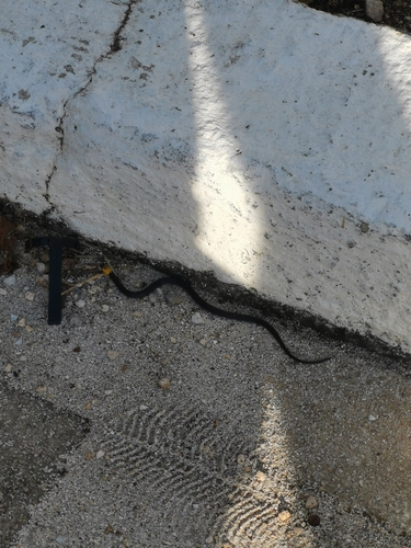 Blackbelly Centipede Snake