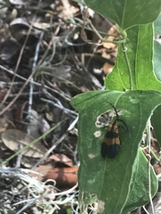 Calopteron discrepans