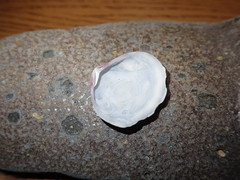 Semele rubropicta