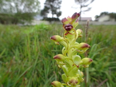 Sweet Satyrium (Satyrium odorum)