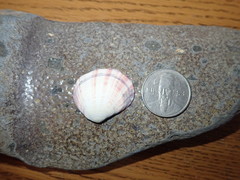 Semele rubropicta