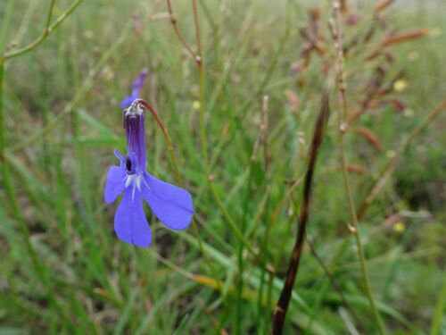 Image of Lobelia chamaepitys by (c) Thomas Koffel, some rights reserved (CC BY)