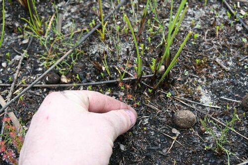 Drosera sulphurea (Drosera sulphurea)