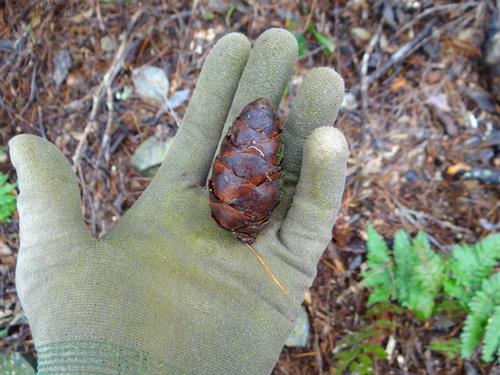 Image of Pseudotsuga wilsoniana by (c) 呂一起(Lu i-chi), some rights reserved (CC BY)