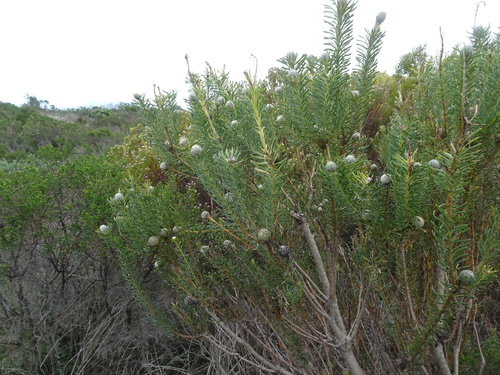 Image of Leucadendron galpinii by (c) Thomas Koffel, some rights reserved (CC BY)