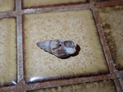 Nassarius mendicus