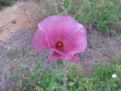 Argemone sanguinea