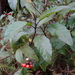 Solanum peikuoensis - Photo (c) 呂一起(Lu i-chi), μερικά δικαιώματα διατηρούνται (CC BY), uploaded by 呂一起(Lu i-chi)