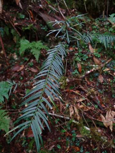 Image of Pseudotsuga wilsoniana by (c) 呂一起(Lu i-chi), some rights reserved (CC BY)