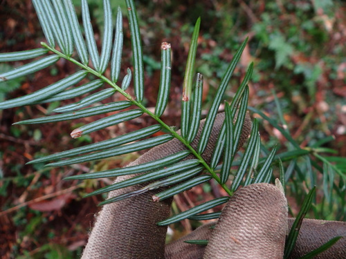 Image of Pseudotsuga wilsoniana by (c) 呂一起(Lu i-chi), some rights reserved (CC BY)