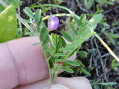 Astragalus leptocarpus