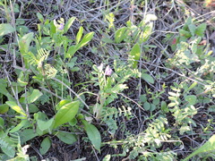 Astragalus leptocarpus