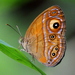 Glad-eye Bushbrown - Photo (c) Shanelle Wikramanayake, some rights reserved (CC BY-NC), uploaded by Shanelle Wikramanayake