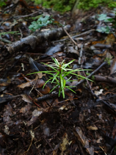 Image of Pseudotsuga wilsoniana by (c) 呂一起(Lu i-chi), some rights reserved (CC BY)