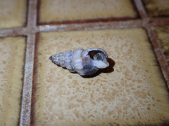 Nassarius mendicus