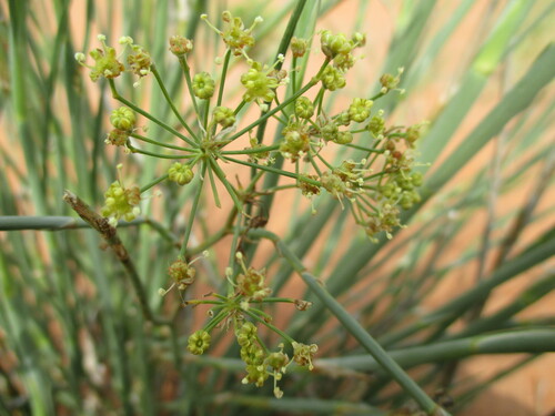 Image of Deverra aphylla by no rights reserved