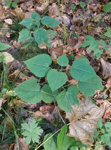 Наблюдение на iNaturalist