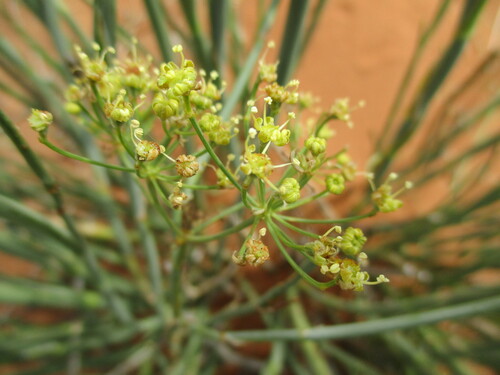 Image of Deverra aphylla by no rights reserved